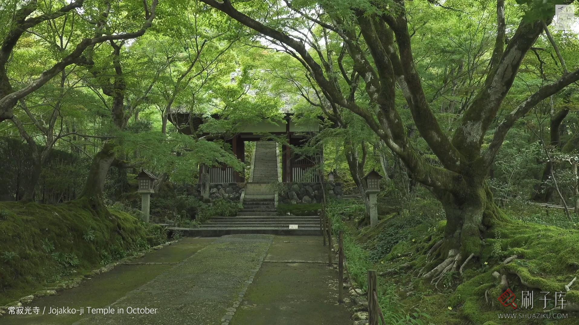 [4K] 青苔之美-京都庭院10选-5