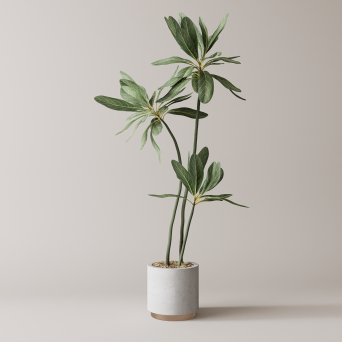 图片[5]-D5落地盆栽植物模型20个-刷子库