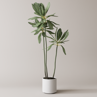 图片[10]-D5落地盆栽植物模型20个-刷子库