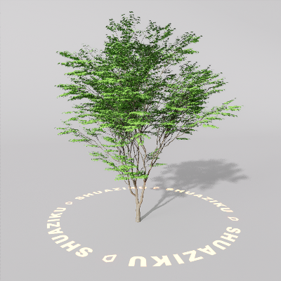 图片[19]-D5室外绿植树木模型20个-刷子库