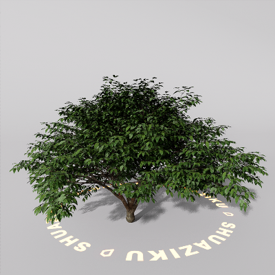 图片[7]-D5室外绿植树木模型20个-刷子库