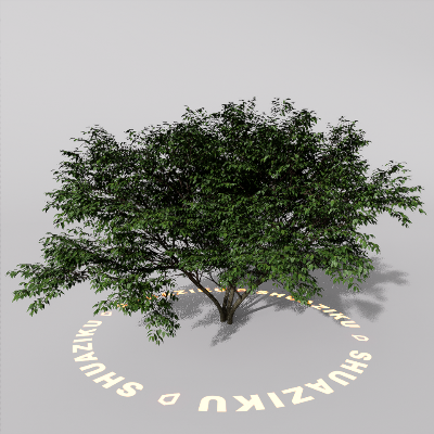 图片[9]-D5室外绿植树木模型20个-刷子库