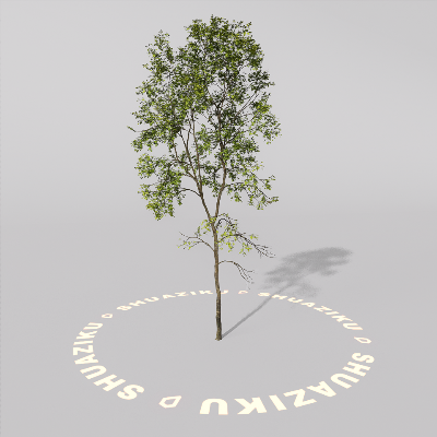 图片[17]-D5室外绿植树木模型20个-刷子库