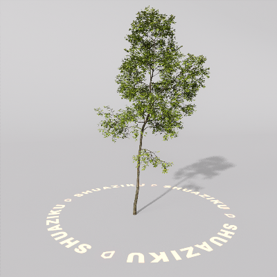 图片[7]-D5室外绿植树木模型20个-刷子库