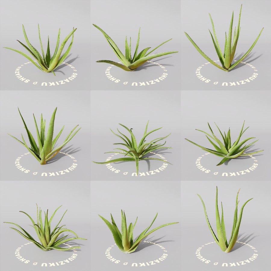 D5芦荟模型-刷子库