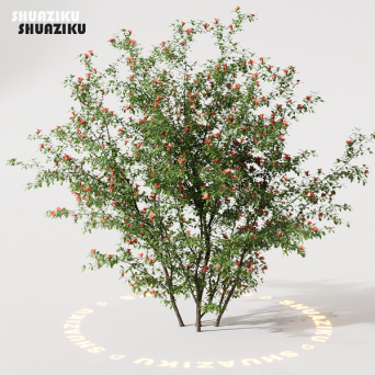图片[2]-D5渲染器室外绿植树木模型22个-刷子库