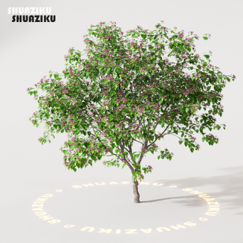 图片[1]-D5渲染器室外绿植树木模型22个-刷子库