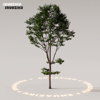 图片[81]-D5渲染器室外植物树木模型下载88个-刷子库
