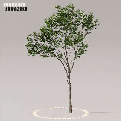 图片[19]-D5渲染器室外植物树木模型下载50个-刷子库