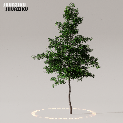 图片[29]-D5渲染器室外植物树木模型下载50个-刷子库