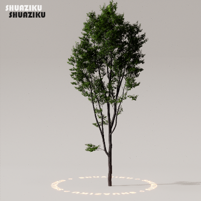 图片[45]-D5渲染器室外植物树木模型下载50个-刷子库