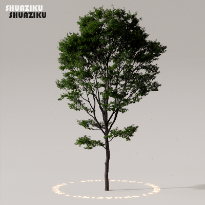 图片[47]-D5渲染器室外植物树木模型下载50个-刷子库