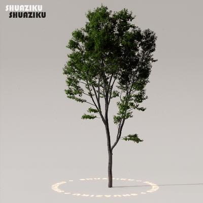 图片[49]-D5渲染器室外植物树木模型下载50个-刷子库