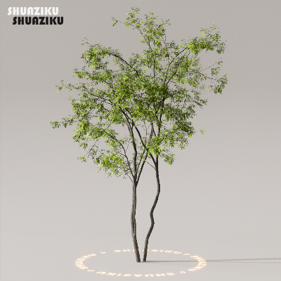 图片[10]-D5渲染器室外植物树木模型下载50个-刷子库