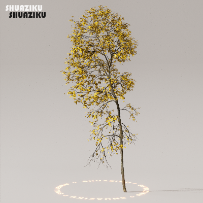 图片[29]-D5渲染器室外植物树木模型下载50个-刷子库