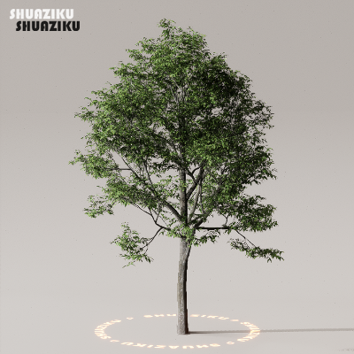 图片[3]-D5渲染器室外植物树木模型下载50个-刷子库