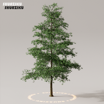 图片[4]-D5渲染器室外植物树木模型下载50个-刷子库
