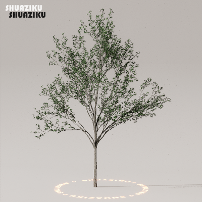 图片[5]-D5渲染器室外植物树木模型下载50个-刷子库