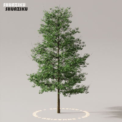 图片[6]-D5渲染器室外植物树木模型下载50个-刷子库
