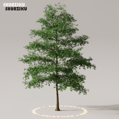 图片[8]-D5渲染器室外植物树木模型下载50个-刷子库
