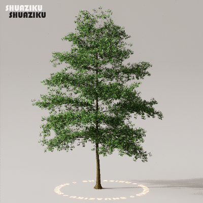 图片[11]-D5渲染器室外植物树木模型下载50个-刷子库