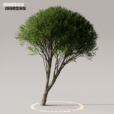 图片[22]-D5渲染器室外植物树木模型下载50个-刷子库