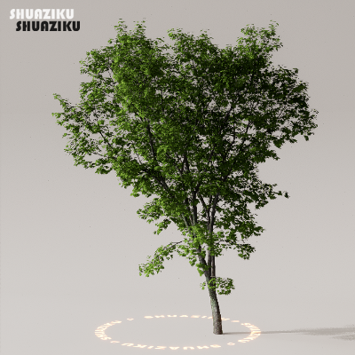 图片[29]-D5渲染器室外植物树木模型下载50个-刷子库