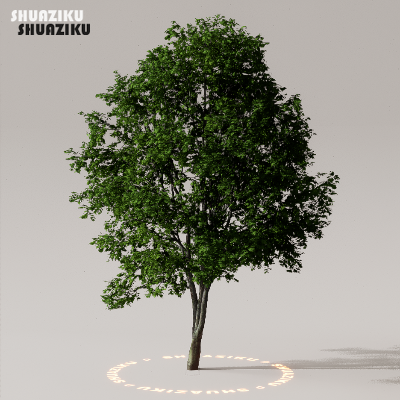 图片[30]-D5渲染器室外植物树木模型下载50个-刷子库