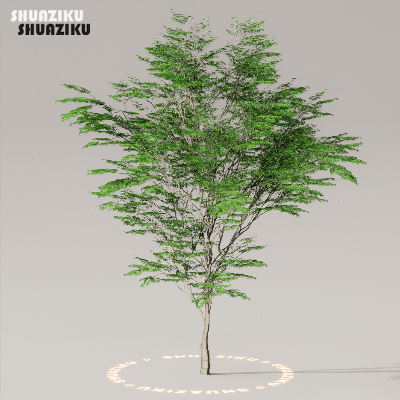 图片[32]-D5渲染器室外植物树木模型下载50个-刷子库