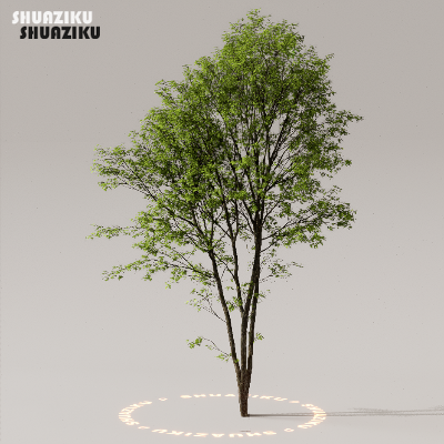 图片[40]-D5渲染器室外植物树木模型下载50个-刷子库