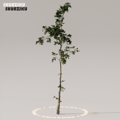 图片[43]-D5渲染器室外植物树木模型下载50个-刷子库