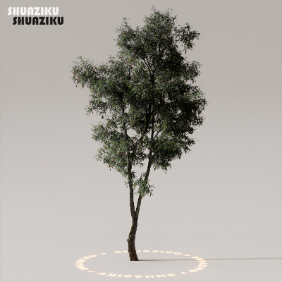图片[1]-D5渲染器室外植物树木模型下载50个-刷子库