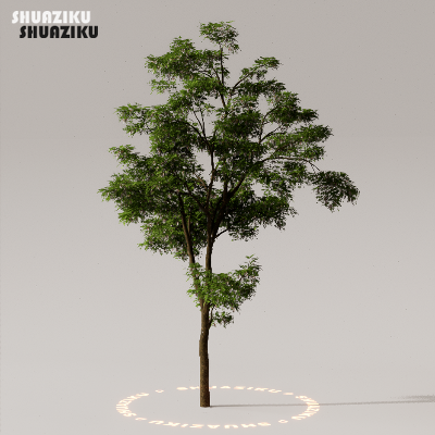 图片[2]-D5渲染器室外植物树木模型下载50个-刷子库