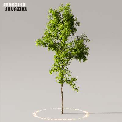 图片[3]-D5渲染器室外植物树木模型下载50个-刷子库