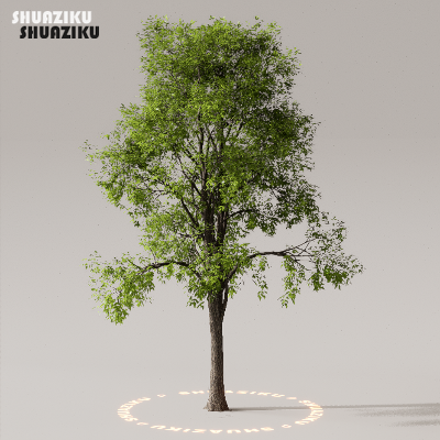 图片[4]-D5渲染器室外植物树木模型下载50个-刷子库