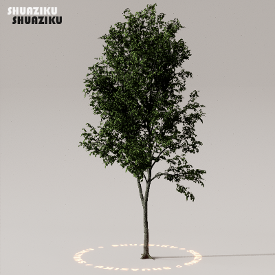图片[5]-D5渲染器室外植物树木模型下载50个-刷子库