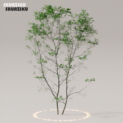 图片[8]-D5渲染器室外植物树木模型下载50个-刷子库
