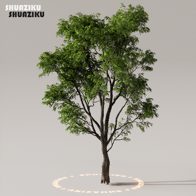 图片[7]-D5渲染器室外植物树木模型下载50个-刷子库