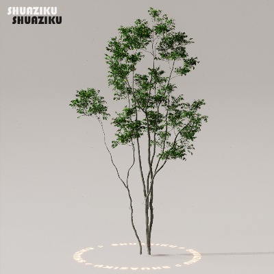 图片[10]-D5渲染器室外植物树木模型下载50个-刷子库