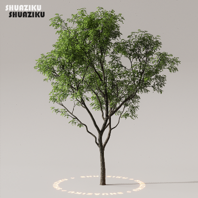 图片[21]-D5渲染器室外植物树木模型下载50个-刷子库