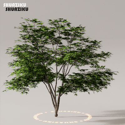 图片[27]-D5渲染器室外植物树木模型下载50个-刷子库