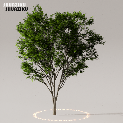 图片[34]-D5渲染器室外植物树木模型下载50个-刷子库