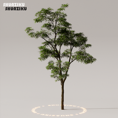 图片[35]-D5渲染器室外植物树木模型下载50个-刷子库