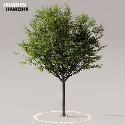 图片[39]-D5渲染器室外植物树木模型下载50个-刷子库