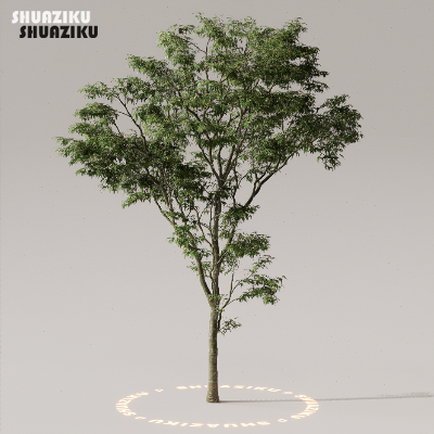 图片[44]-D5渲染器室外植物树木模型下载50个-刷子库