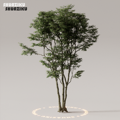 图片[49]-D5渲染器室外植物树木模型下载50个-刷子库
