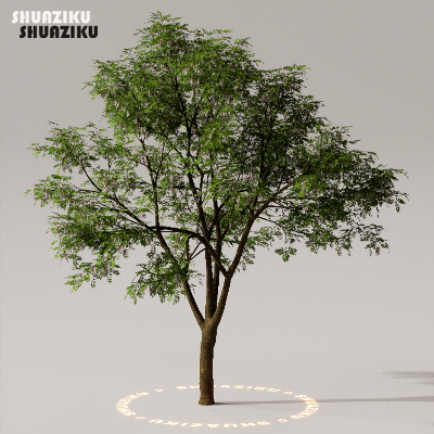图片[50]-D5渲染器室外植物树木模型下载50个-刷子库