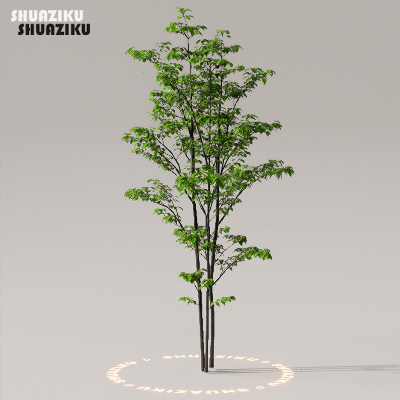 图片[10]-D5渲染器室外植物树木模型下载50个-刷子库