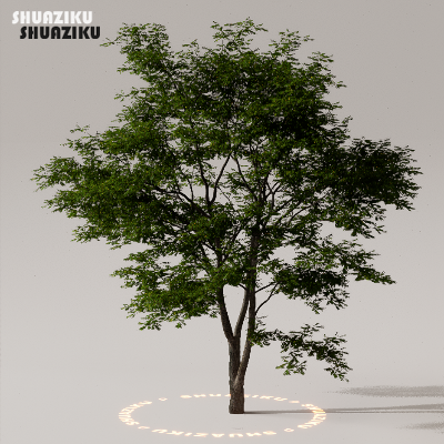 图片[17]-D5渲染器室外植物树木模型下载50个-刷子库