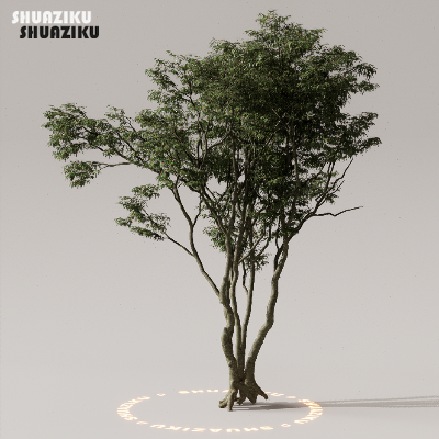 图片[23]-D5渲染器室外植物树木模型下载50个-刷子库